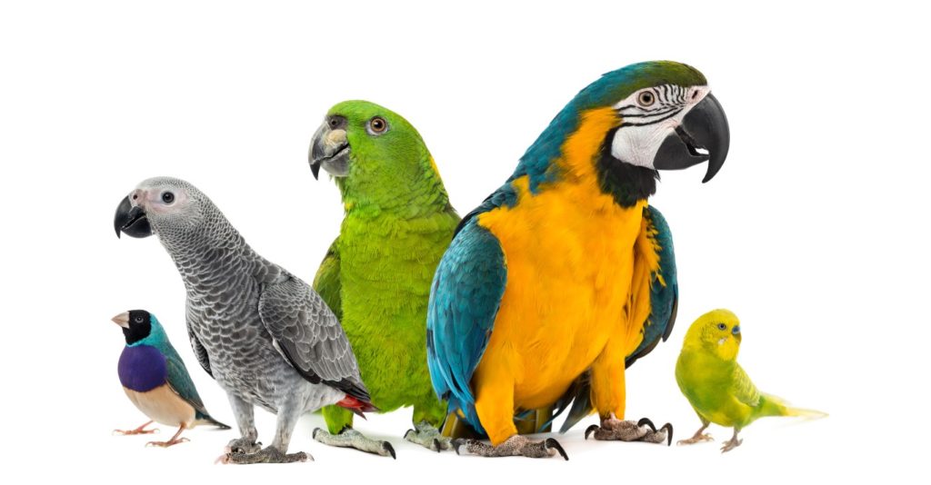 Goup of parrots in front of a white background